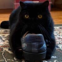 Black Exotic Shorthair Kitten Cohasset, Massachusetts