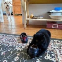 Black Exotic Shorthair Kitten Cohasset, Massachusetts