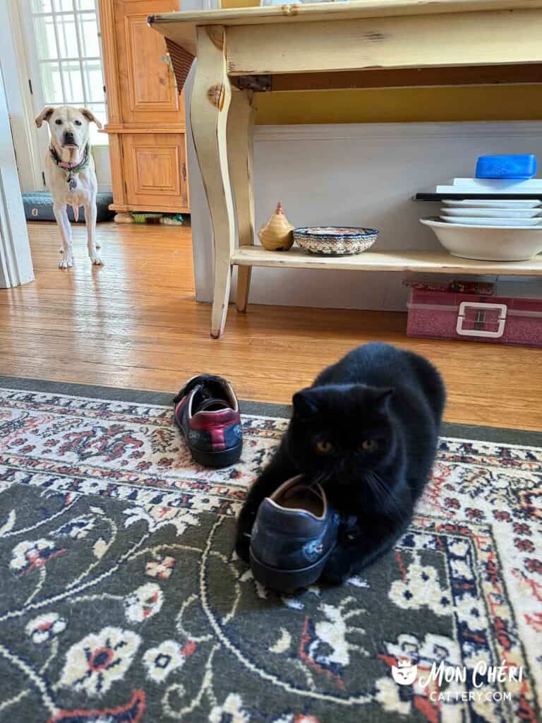 Black Exotic Shorthair Kitten Cohasset, Massachusetts