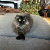 Chocolate Exotic Longhair Kitten in Brooklyn, New York