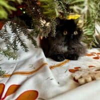 Chocolate Exotic Longhair Kitten in Brooklyn, New York