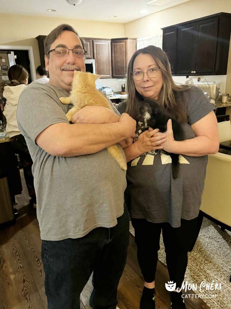 Red Exotic Shorthair Kitten and Black Bicolor Exotic Shorthair Kitten in Washington, Illinois.