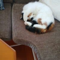 Calico Exotic Shorthair Kitten in Greenville, North Carolina