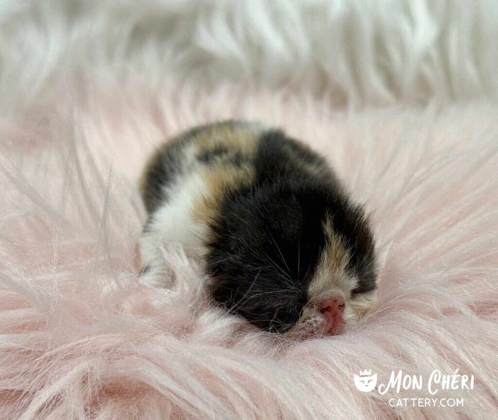 Calico Exotic Shorthair Kitten For Sale