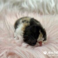 Calico Exotic Shorthair Kitten For Sale