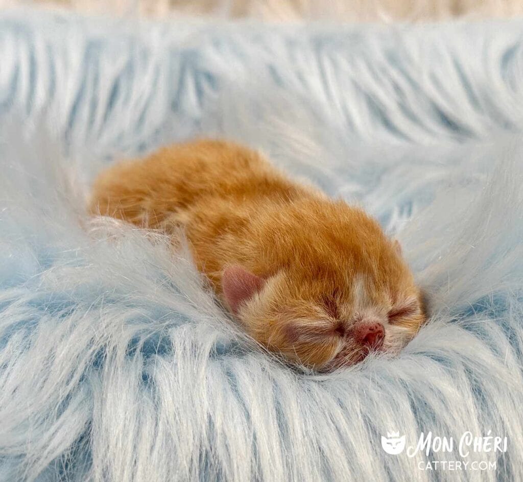 Red Tabby Exotic Shorthair Kitten For Sale