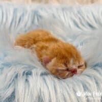 Red Tabby Exotic Shorthair Kitten For Sale