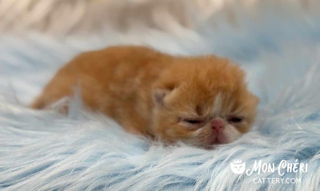 Red Tabby and White Exotic Shorthair Kitten For Sale