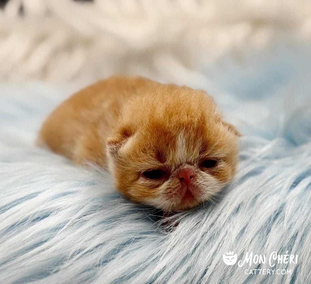 Red Tabby and White Exotic Shorthair Kitten For Sale