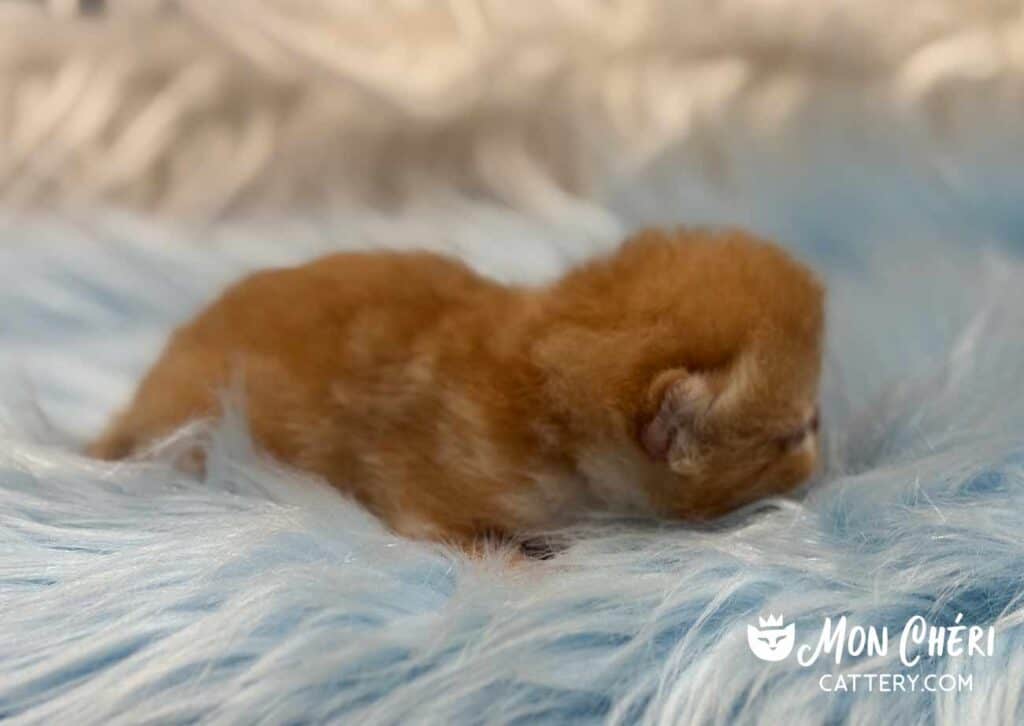 Red Tabby and White Exotic Shorthair Kitten For Sale