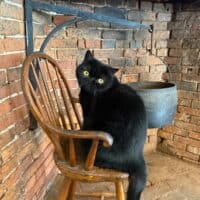 Black Exotic Shorthair Kitten Cohasset, Massachusets