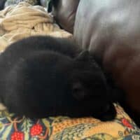 Black Exotic Shorthair Kitten Cohasset, Massachusets