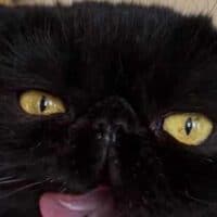Black Exotic Shorthair Kitten Cohasset, Massachusets