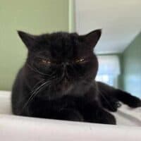 Black Exotic Shorthair Kitten Cohasset, Massachusets