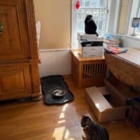 Black Exotic Shorthair Kitten Cohasset, Massachusets