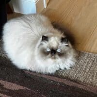 Colorpoint Exotic Longhair Kitten in Brooklyn, New York