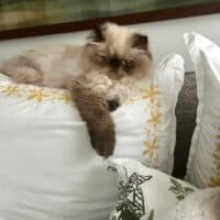 Colorpoint Exotic Longhair Kitten in Brooklyn, New York