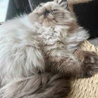 Colorpoint Exotic Longhair Kitten in Brooklyn, New York