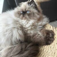 Colorpoint Exotic Longhair Kitten in Brooklyn, New York