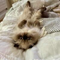 Colorpoint Exotic Longhair Kitten in Brooklyn, New York