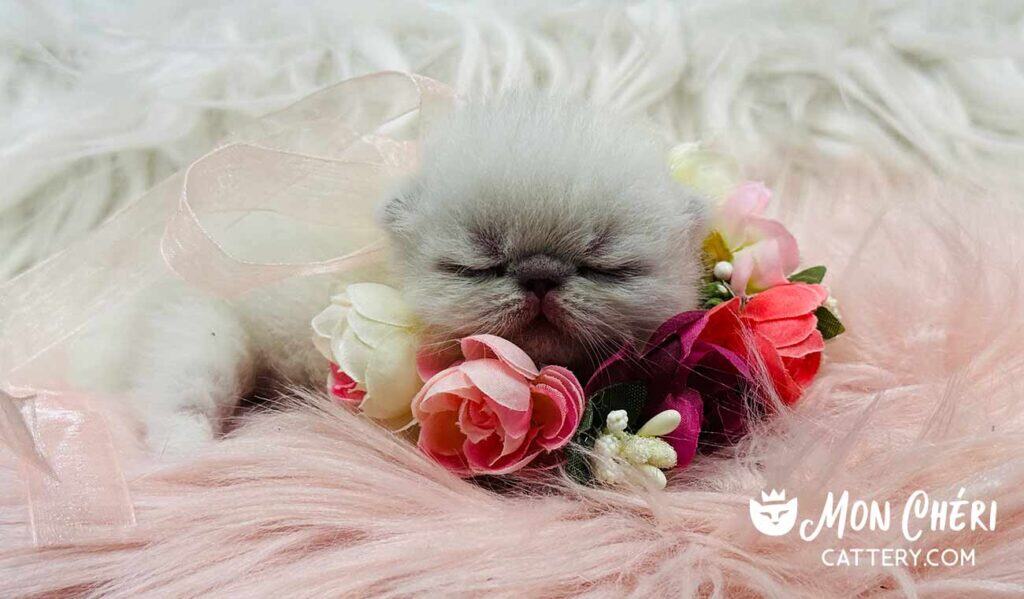 Colorpoint Exotic Shorthair Kitten in Texarkana, Texas
