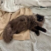 Chocolate Exotic Longhair Kitten in Brooklyn, New York