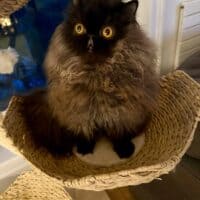 Chocolate Exotic Longhair Kitten in Brooklyn, New York
