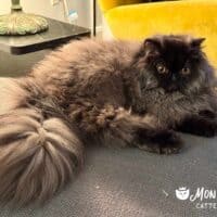 Chocolate Exotic Longhair Kitten in Brooklyn, New York