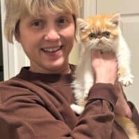 Cream Bicolor Exotic Shorthair Kitten in St. Charles, Missouri