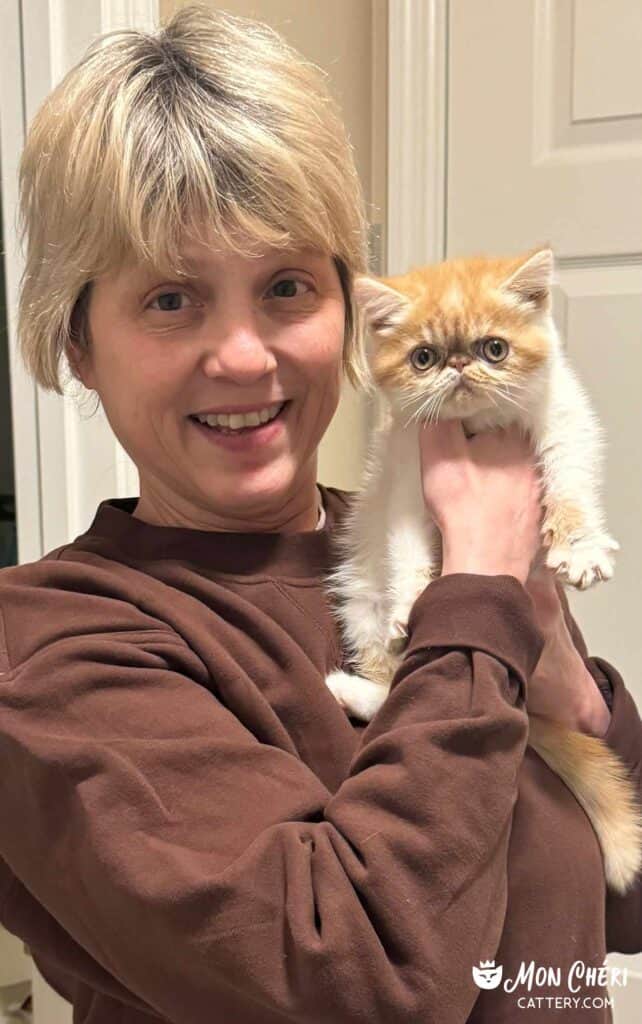 Cream Bicolor Exotic Shorthair Kitten in St. Charles, Missouri