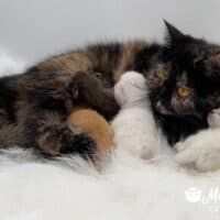 Tortoishelle Exotic Shorthair Queen nurses red, chocolate and colorpoint babies!