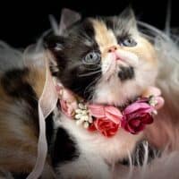 Calico Exotic Shorthair Kitten For Sale