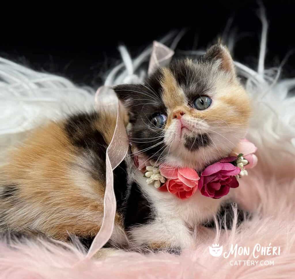 Calico Exotic Shorthair Kitten For Sale