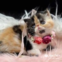 Calico Exotic Shorthair Kitten For Sale