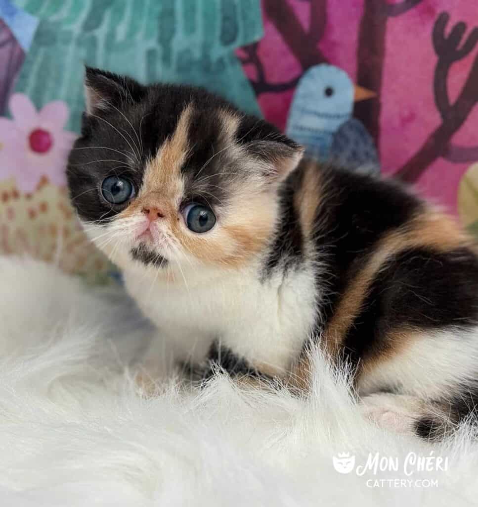 Calico Exotic Shorthair Kitten For Sale