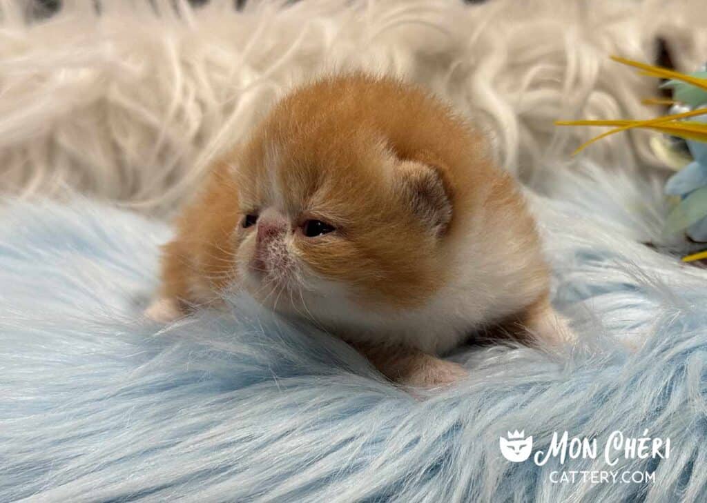 Red Tabby and White Exotic Shorthair Kitten For Sale