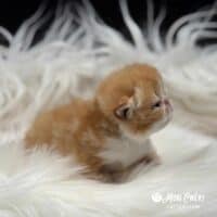 Red Tabby and White Exotic Shorthair Kitten For Sale