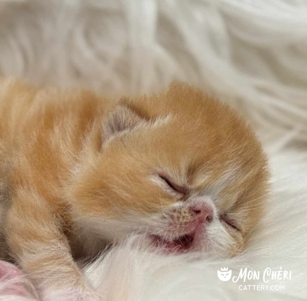 Red Tabby and White Exotic Shorthair Kitten For Sale