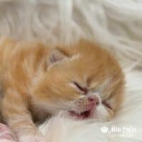 Red Tabby and White Exotic Shorthair Kitten For Sale