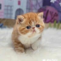 Red and White Tabby Bicolor Exotic Shorthair Kitten For Sale