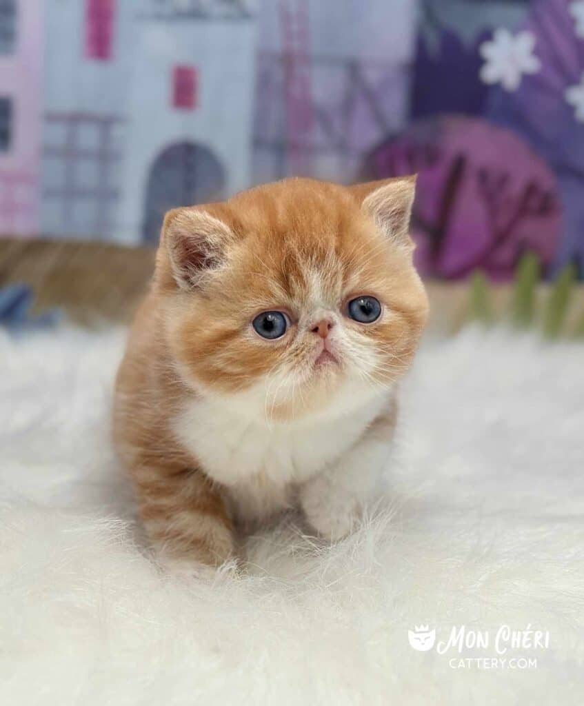 Red and White Tabby Bicolor Exotic Shorthair Kitten For Sale