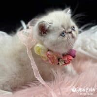 Colorpoint Exotic Shorthair Kitten For Sale