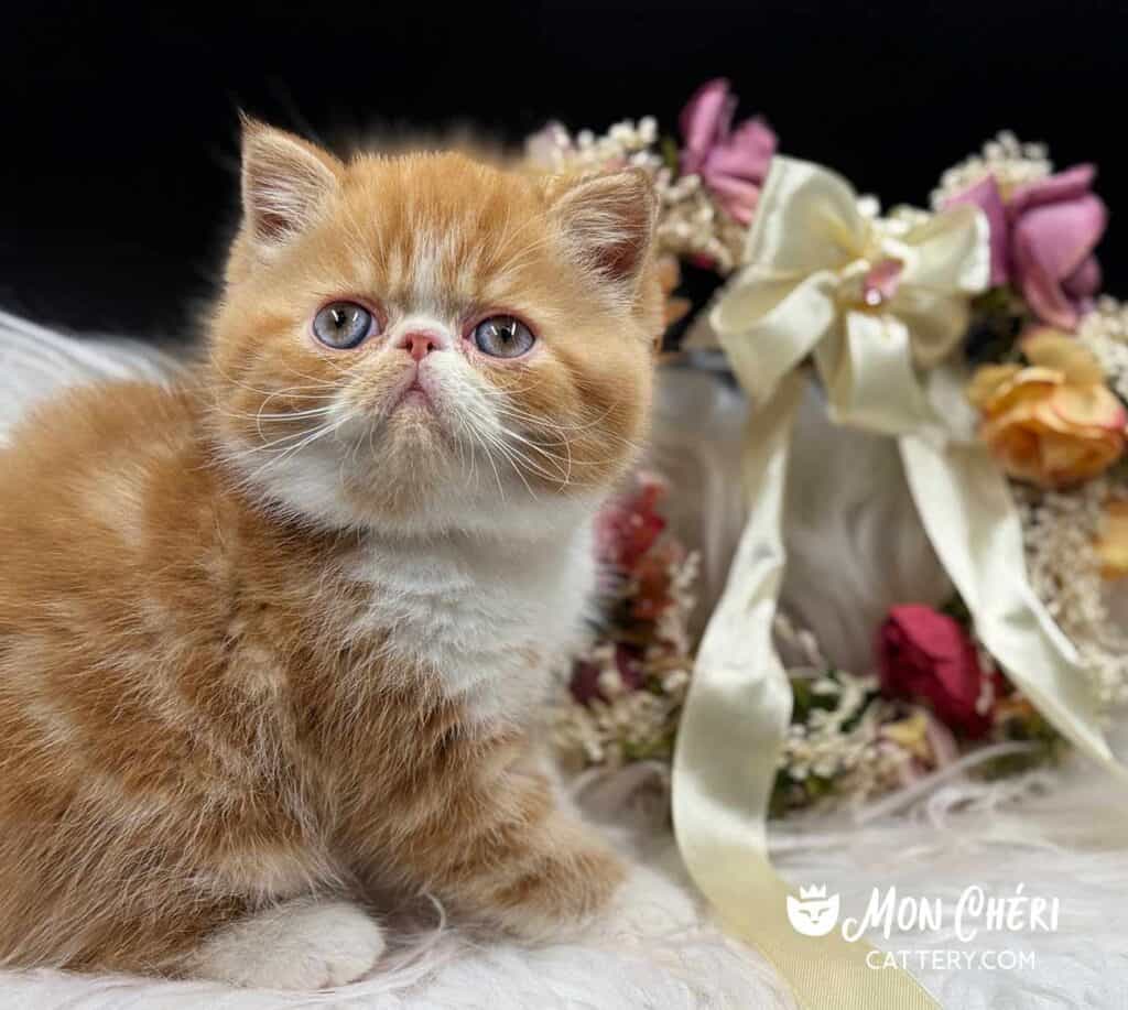Red and White Tabby Bicolor Exotic Shorthair Kitten For Sale