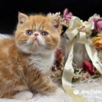 Red and White Tabby Bicolor Exotic Shorthair Kitten For Sale