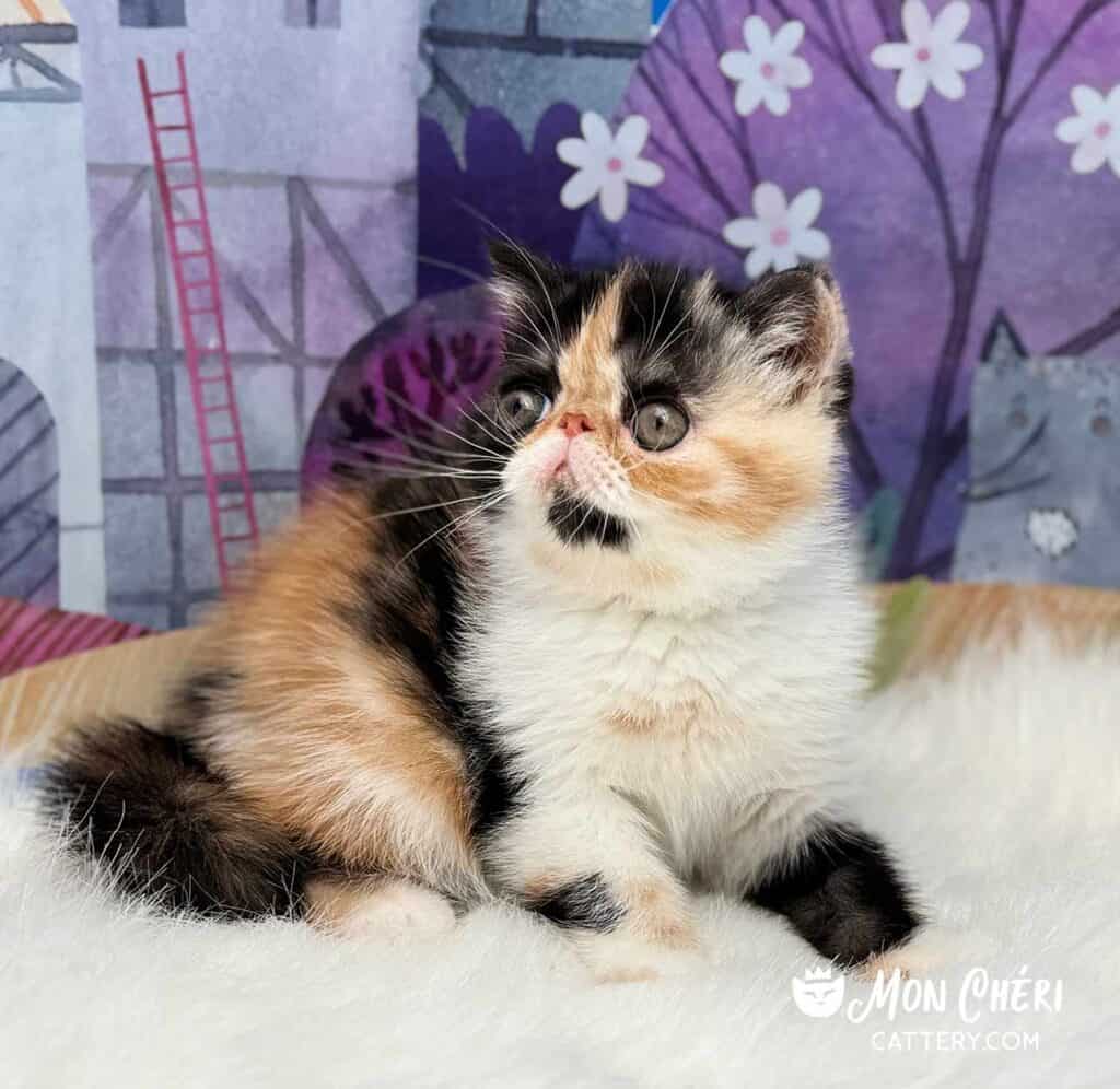 Calico Exotic Shorthair Kitten For Sale