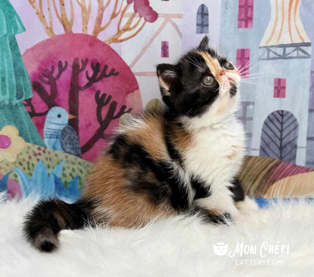 Calico Exotic Shorthair Kitten For Sale