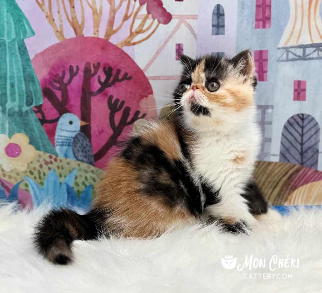 Calico Exotic Shorthair Kitten For Sale