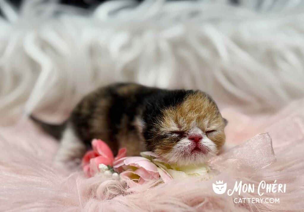 Female Calico Exotic Shorthair Kitten For Sale