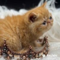Male Red Tabby Exotic Shorthair Kitten For Sale