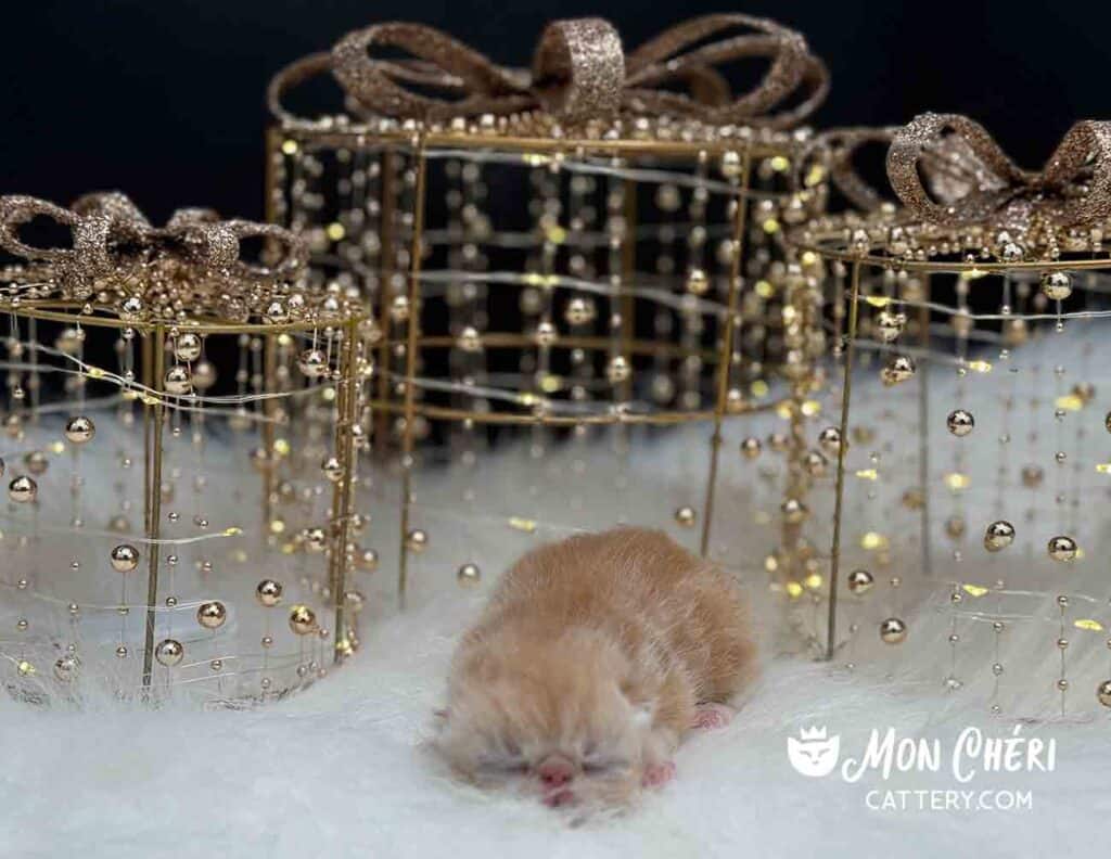 Male Red Bicolor Exotic Shorthair Kitten For Sale